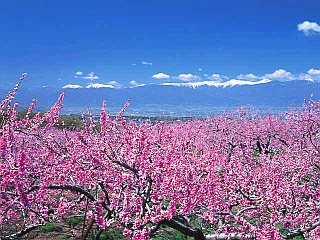 みさか桃源郷公園